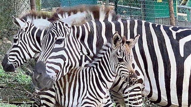 zebre