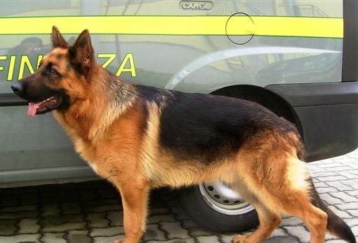gdf cane