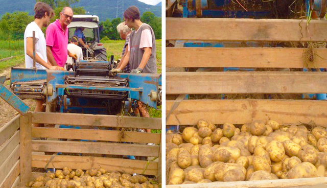 patate beura