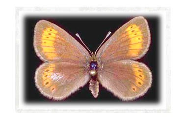 farfalla ossola erebia christi ghiacciai