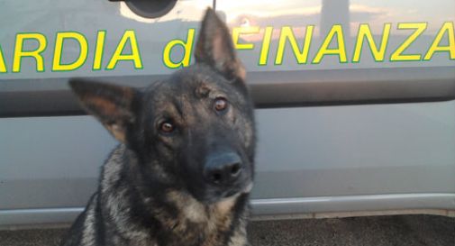 cane gdf droga