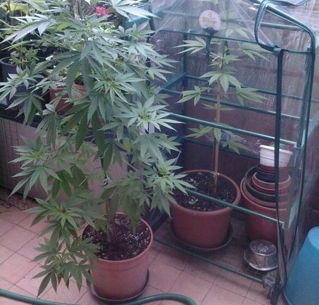 marijuana terrazzo