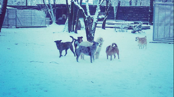 cani neve canile