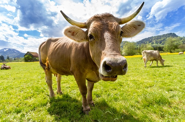 mucca vacca prato