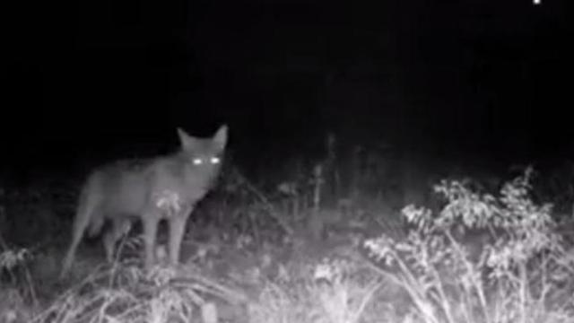 lupo ticino