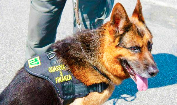 cane finanza bello