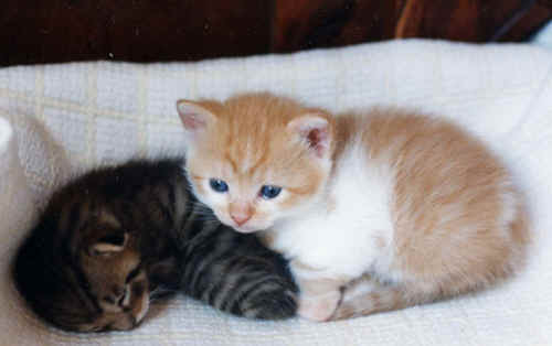 mici