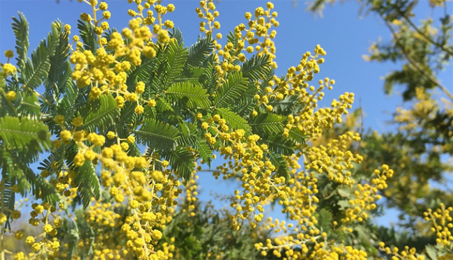 mimosa tatiana giovannetti images sampledata 2017 marzo thumb medium650 0