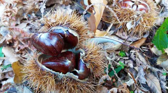 castagne riccio