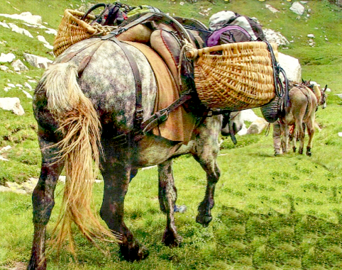 mulo carico prato malesco cai