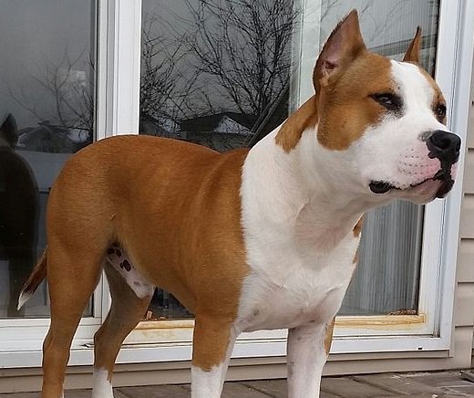 amstaff