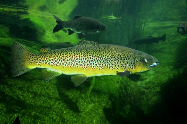 salmo trutta
