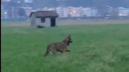 lupo locarno