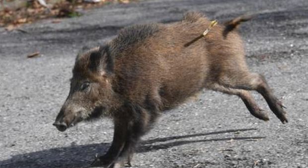 cinghiale