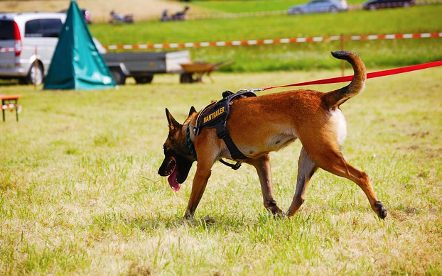 cane salvataggio