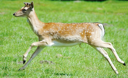 capriolo
