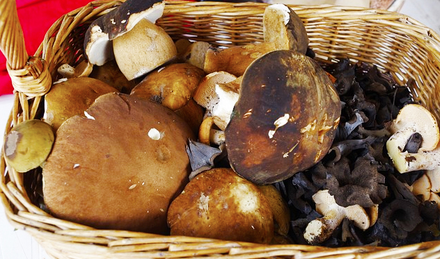 funghi cesto