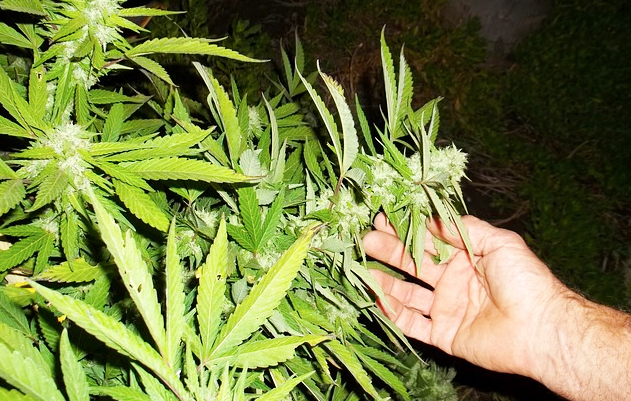 marijuana mano