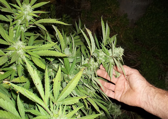 cannabis 364565 640