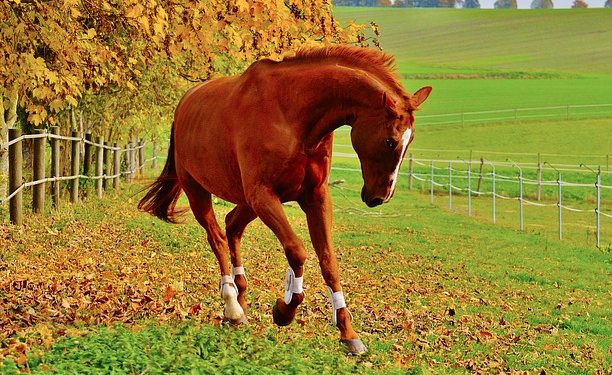 cavallo imbizzarrito