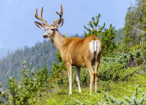 cervo montagna 