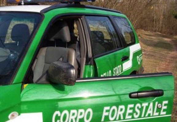 forestale generica