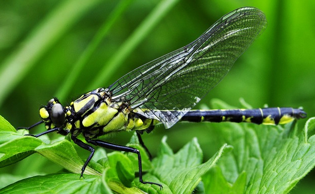 libellula