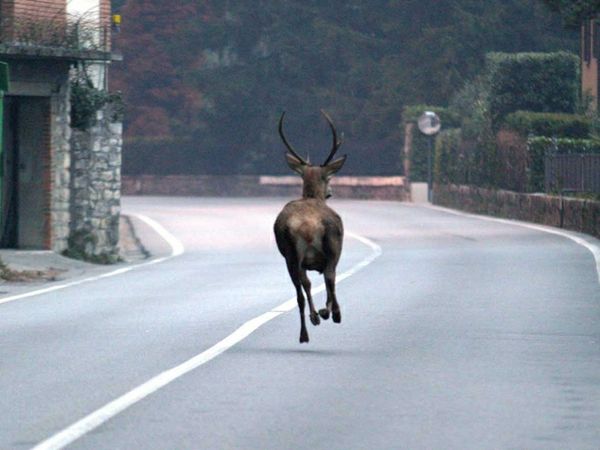 capriolo strada