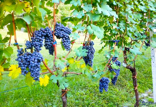 uva cosasca