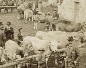 fiera vacche antica