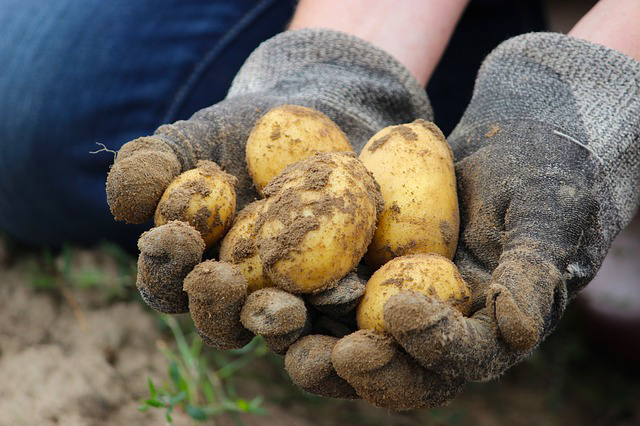 patate coltivate mano