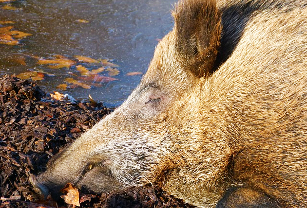 cinghiale morto