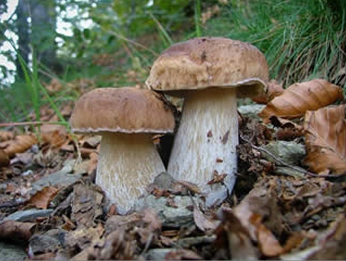 funghi porcini