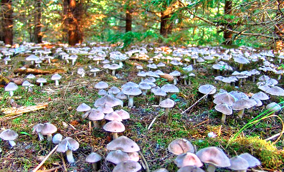 funghi tanti