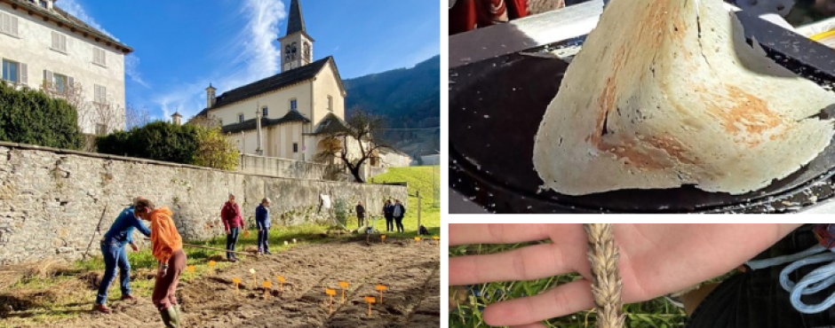 Runditt a km zero: la Valle Vigezzo riscopre il suo grano