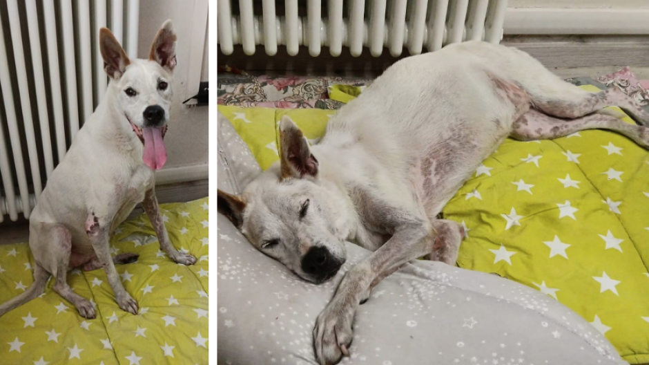 Verbania: Kira è la prima 