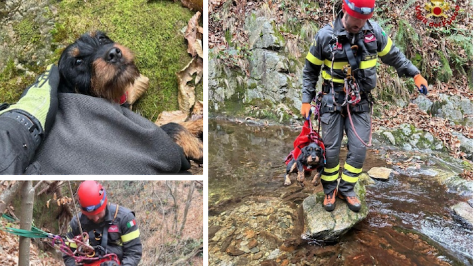 Vigili del fuoco salvano un cane disperso in Val Grande