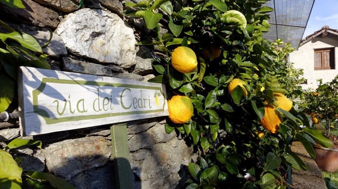 Porte aperte al Parco degli agrumi di Cannero