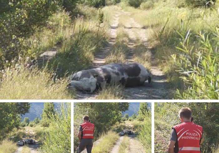Era impazzito,  aveva causato un incidente,  e puntava verso il centro città  il toro abbattuto