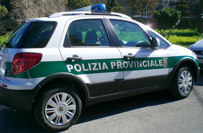 Polizia provinciale: i dati di un anno di attività, 690 i cinghiali abbattuti per il piano di contenimento 