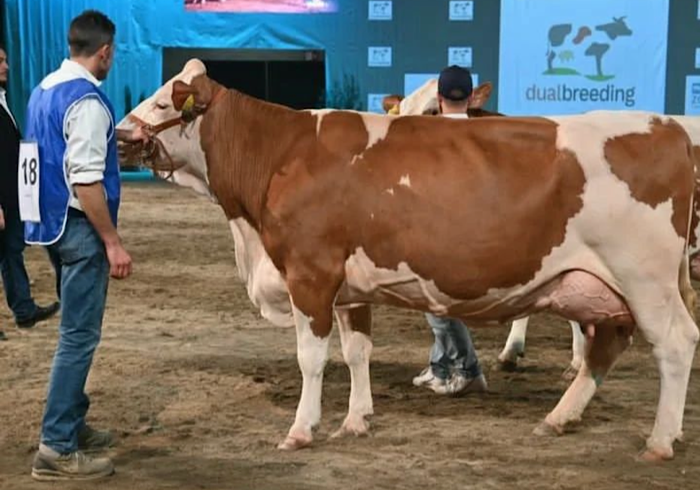 Ad Ameno riconoscimento per la migliore Razza pezzata rossa  