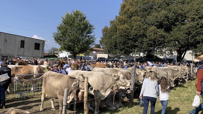 Armeno, la Fiera Zootecnica rinviata al 16 ottobre