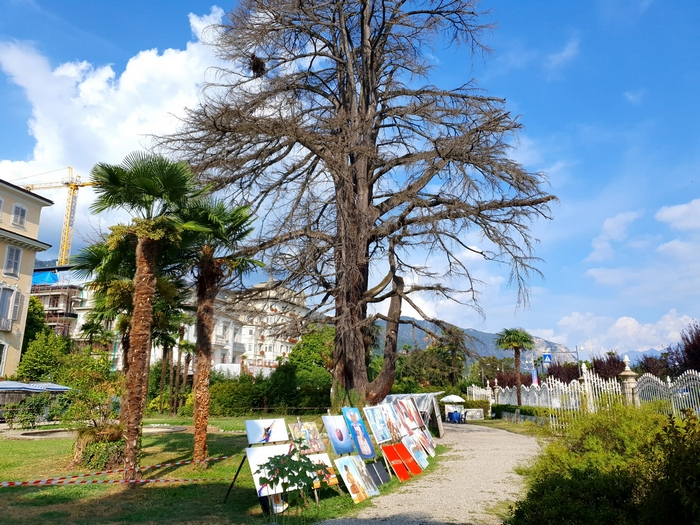 Il cedro dell’Himalaya di Villa Ducale morto dopo 200 anni: oggi l’abbattimento