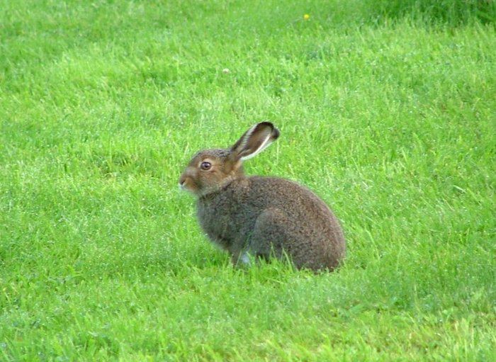 Dalla lepre variabile alla pernice bianca: 15 specie torneranno cacciabili, proteste animaliste 