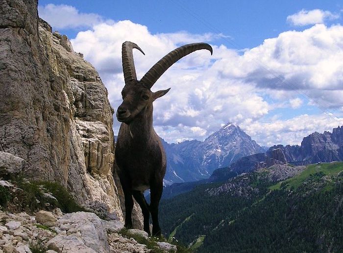Vallese: 20mila euro per abbattere uno stambecco, sospetto sui guardiacaccia che attirerebbero gli animali dall'Italia 