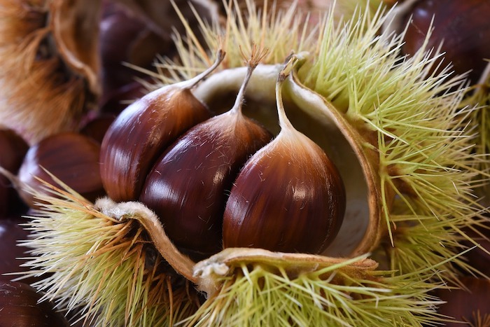 Seppiana: domenica tra castagne e natura