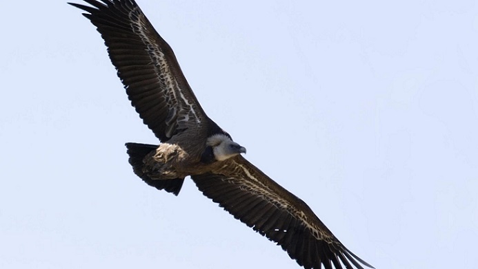 Il grifone è tornato a volare sulle valli ossolane