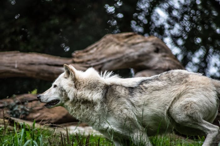 Grandi predatori sulle Alpi, i sindaci: fenomeno da gestire "con ogni mezzo"