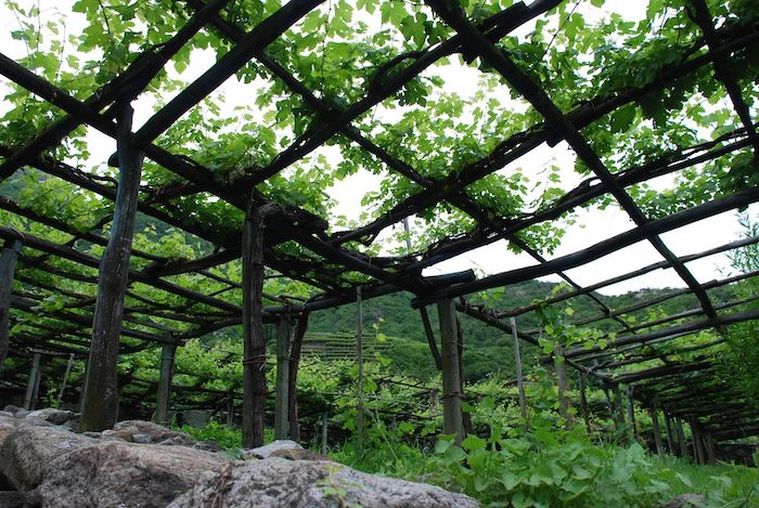 Vigneti eroici, Uncem: buona la legge, adesso si investa