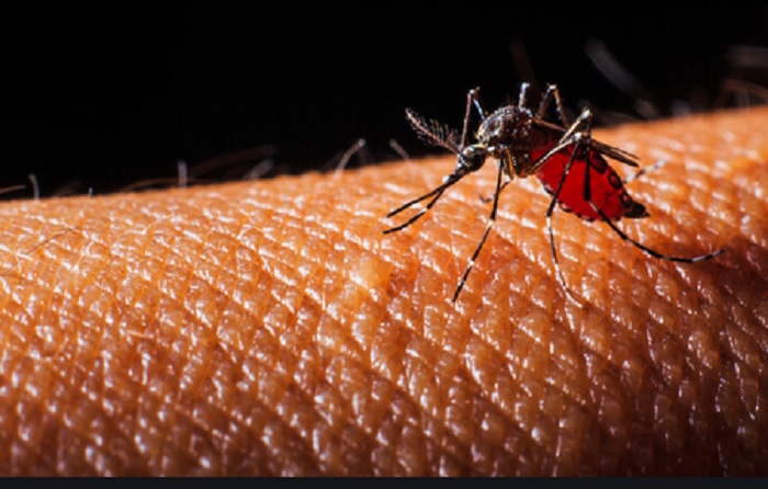 Il Comune di Pallanzeno dichiara guerra alle zanzare  